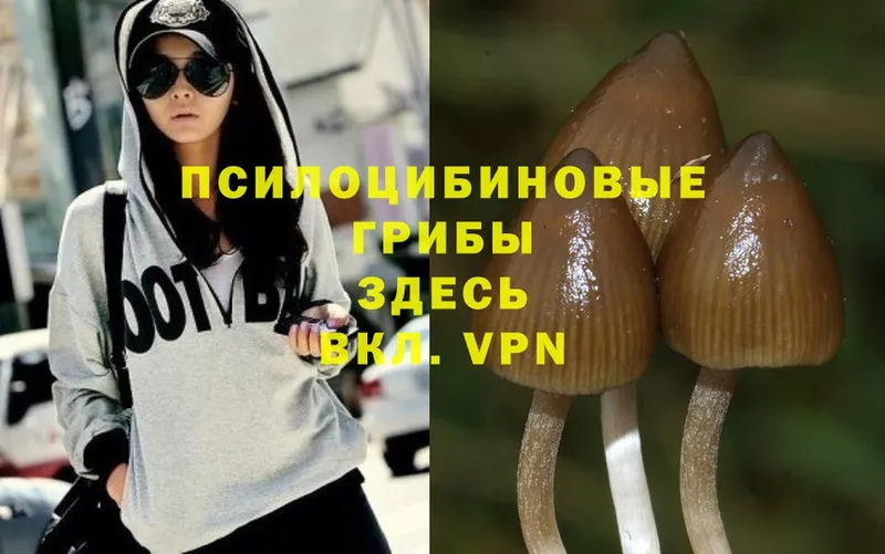 Галлюциногенные грибы MAGIC MUSHROOMS  купить   Верхняя Пышма 